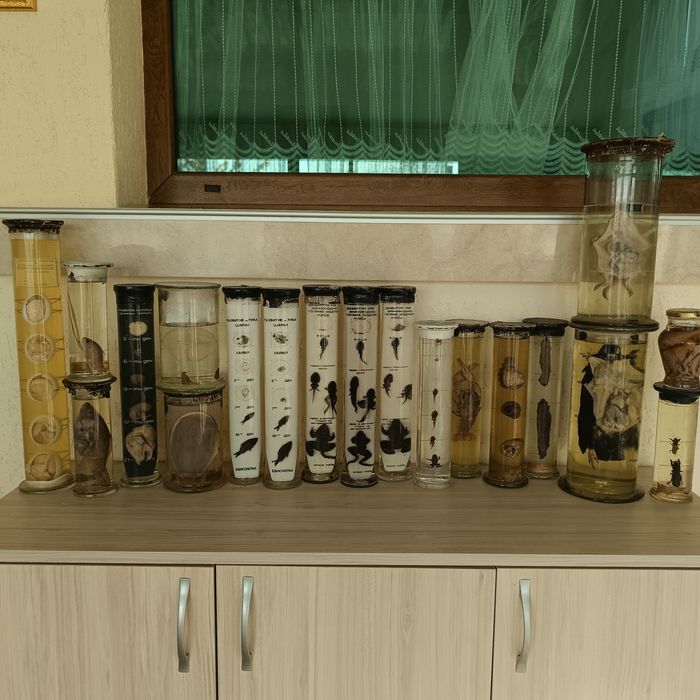 Консервирани Препарирани влечуги животни и в стъкленица