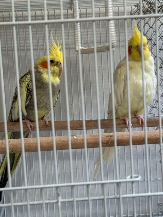 Попугай( корелла)