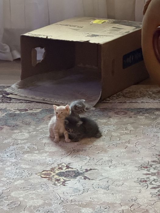 Отдам котят в добрые руки