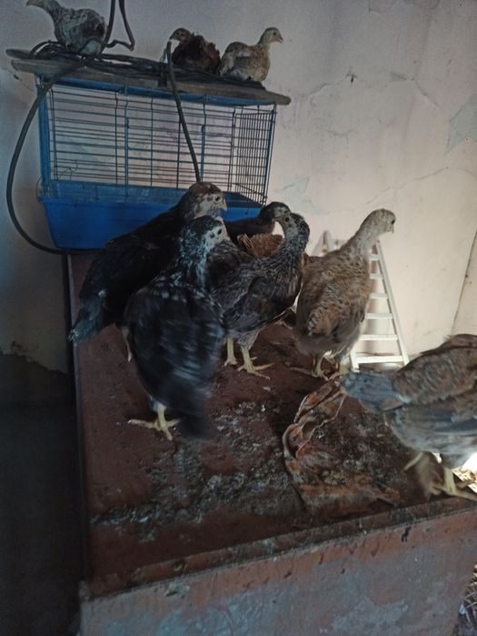 Продам цеплят, домашних кур.