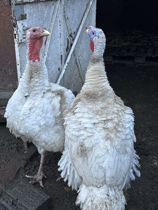 Curcan crescut la tara