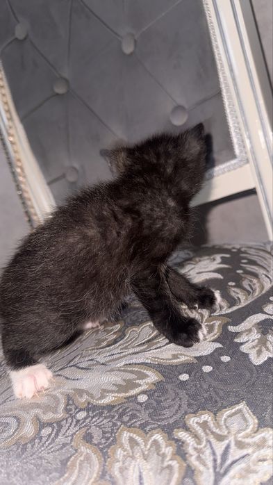 Маленькие котята. пол:ж
