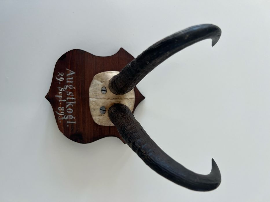 Coarne (craniu) trofeie capra neagra deosebite