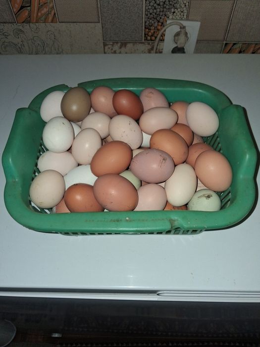 Яйца домашних кур