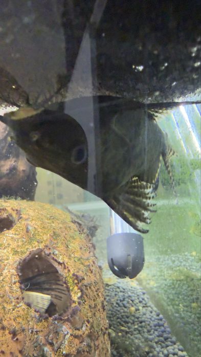 Продам рыбок сомов синодонтисов (перевертыши)