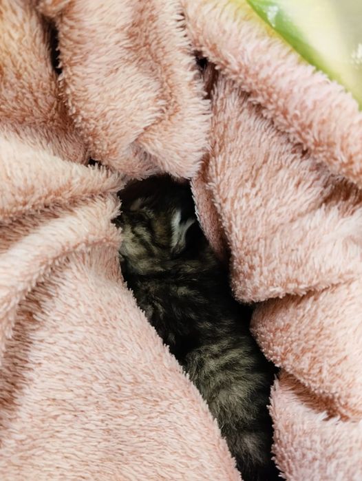 Срочно ищу кормящую кошку