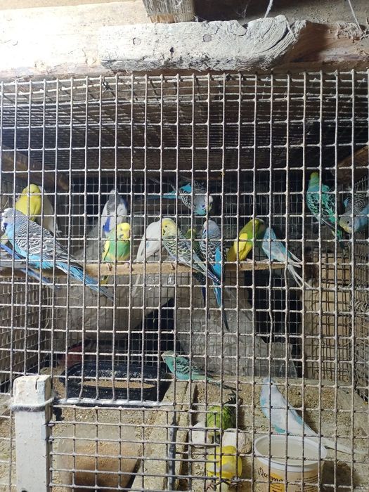 Красивые попугайчики