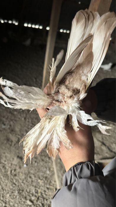 Голубь(кептер)