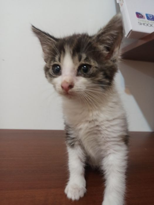 Отдам котят в хорошие руки,