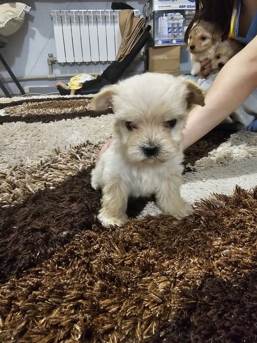 Продам очаровательных щенков мальтипу