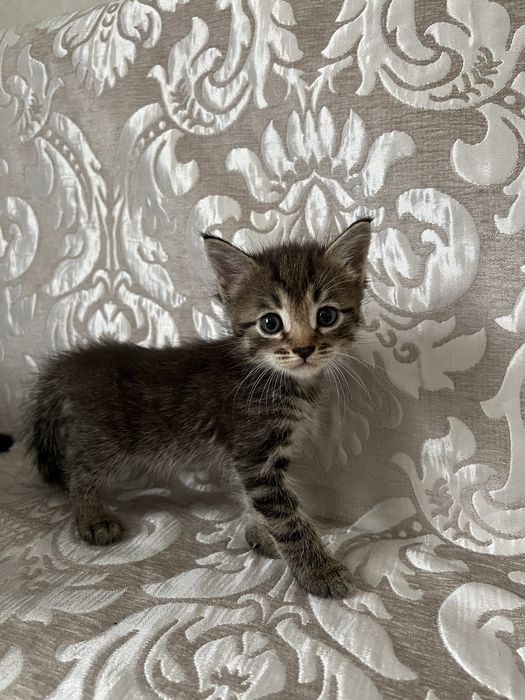 Отдам в добрые руки котят!