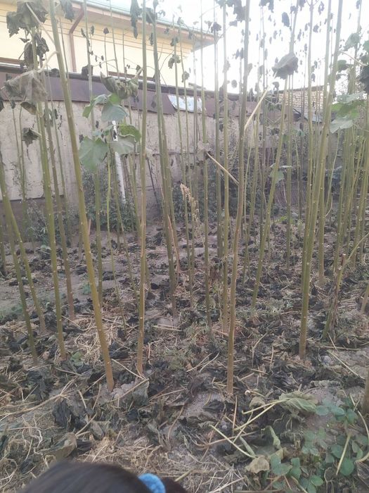 Pavloniya daraxtlari sotiladi 250-280tacha