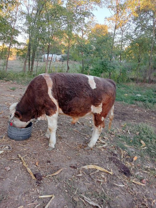 Vând vacă și taur