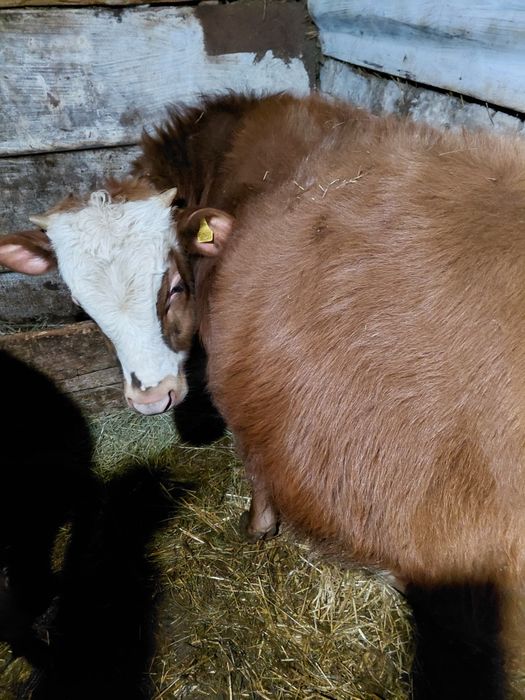 Продам бычка 10 месяцов