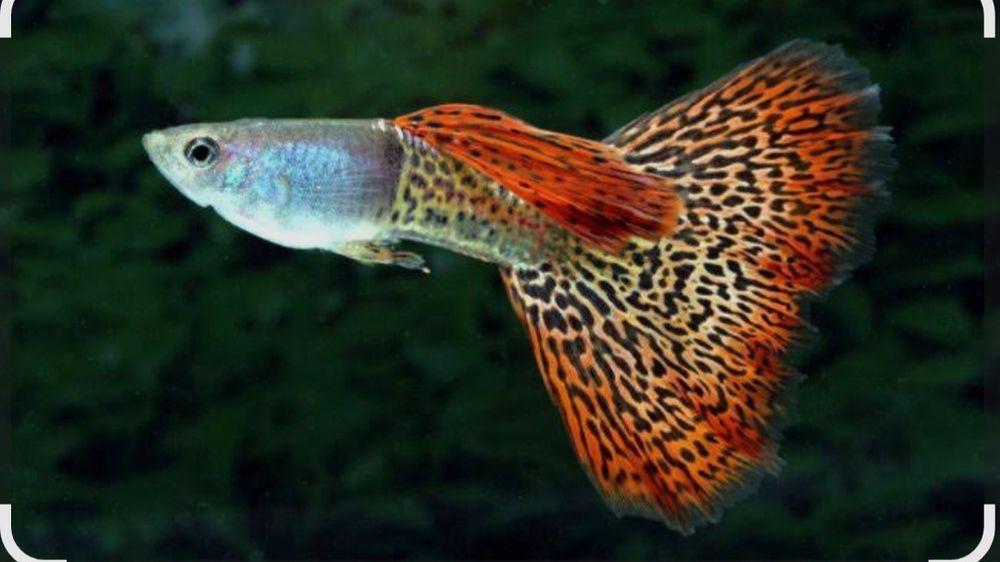 Гуппи красивый окрас.