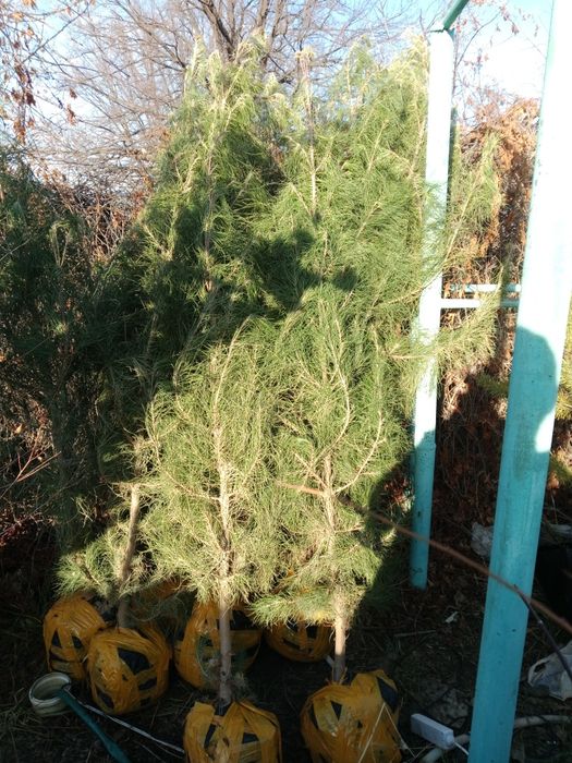 Продам можжевельник, сосна