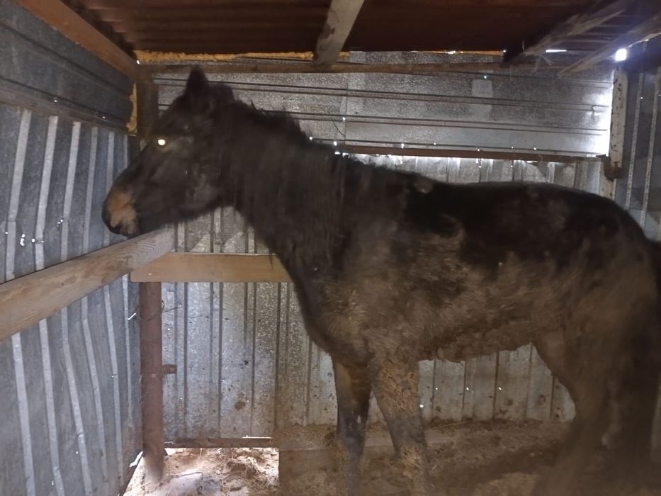 Бие сатамын соғымға