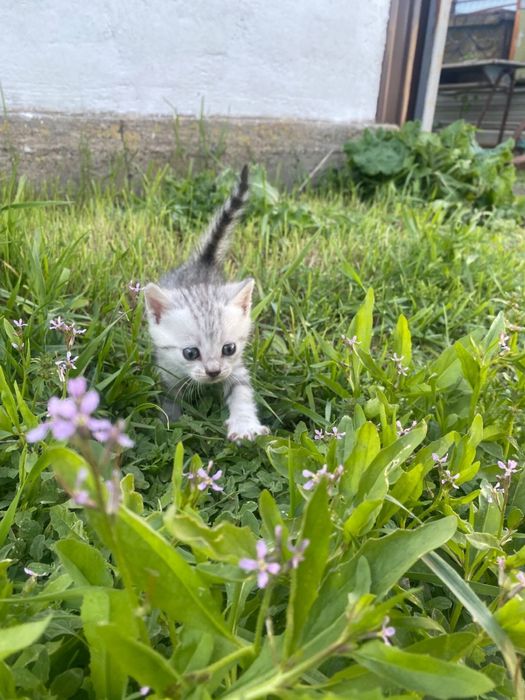 Отдам в добрые руки! г.Аксай,ЗКО