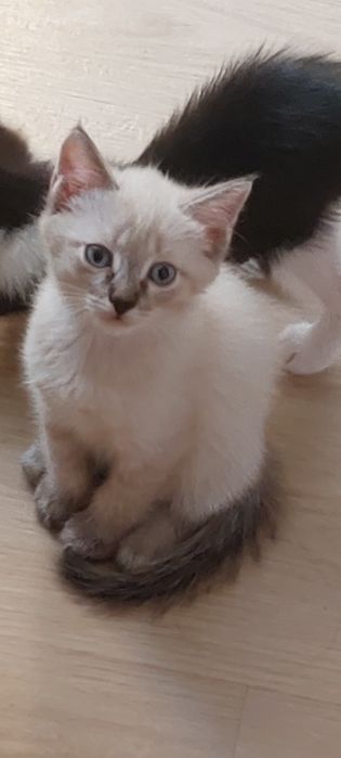 Котенок ищет дом ,2месяца 10дней