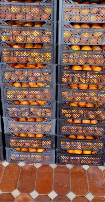 Xurmo sotiladi shokalad