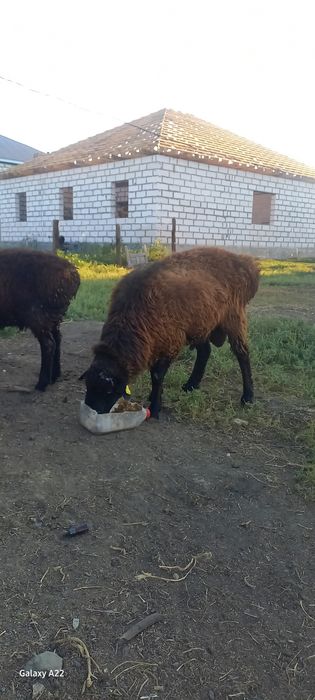 Қошқар сатылады 1 жас 4 айлық