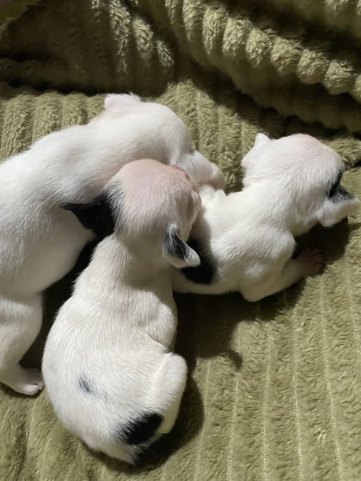 Французкий бульдог