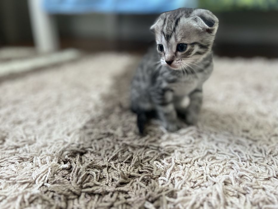 Шотландские вислоухие котята