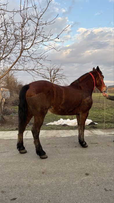 Vând cal castrat de 6 ani