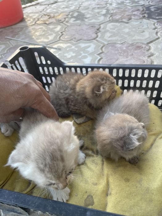 Scottish Fold zotli mushuk