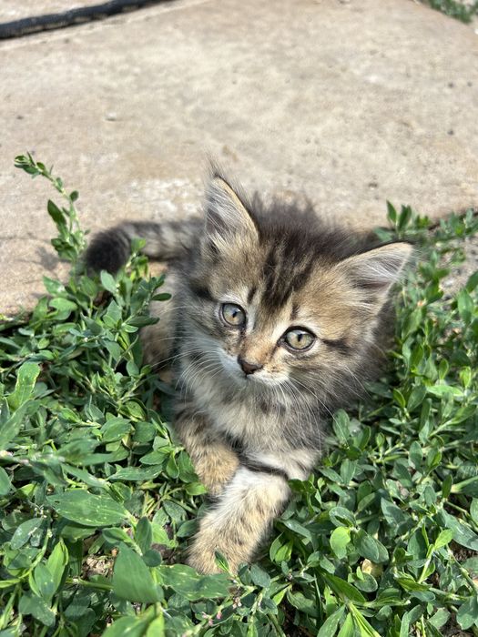 Котята, в добрые руки