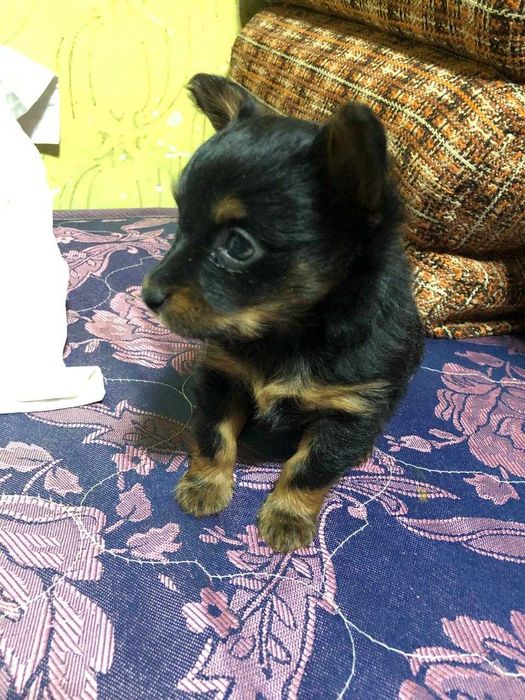 Продам щенка той-терьера