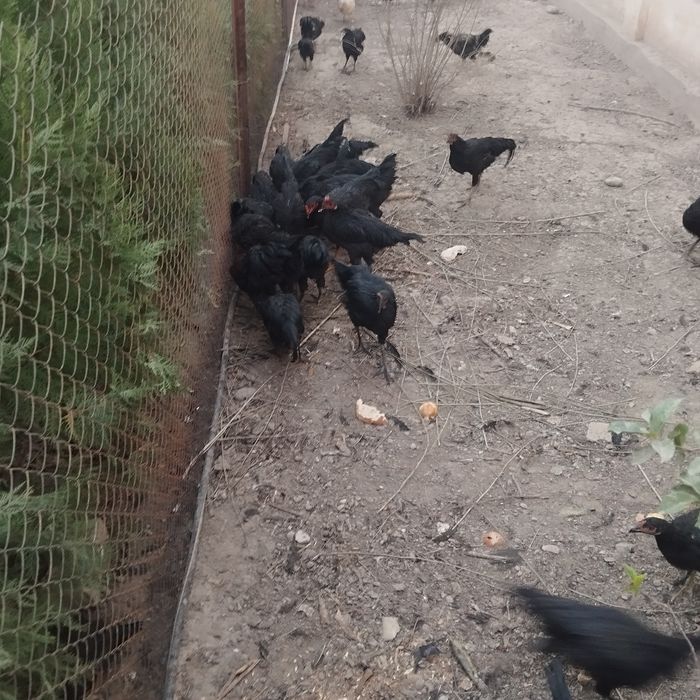 Продается питухи