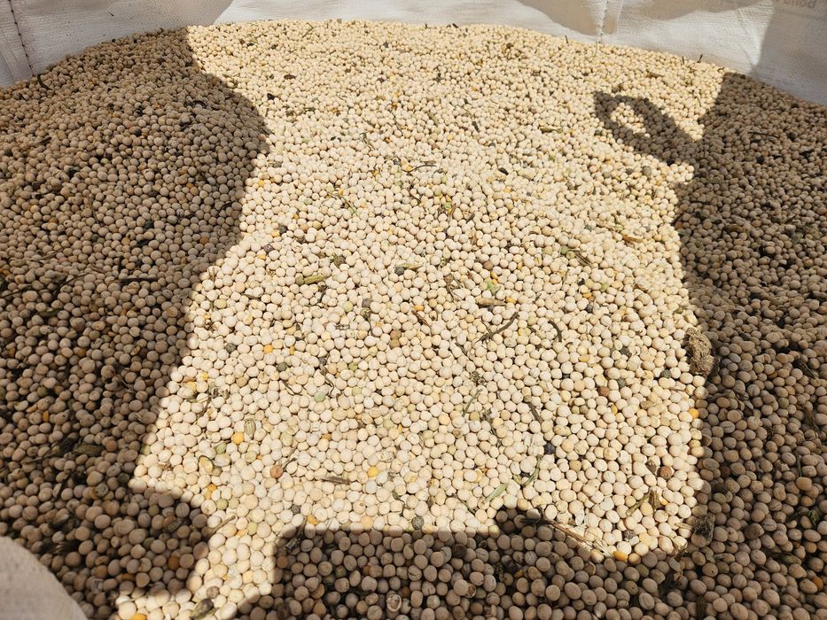 Grau C2 Anpurna,Rubisko,LG Asterion,Triticale,Mazare