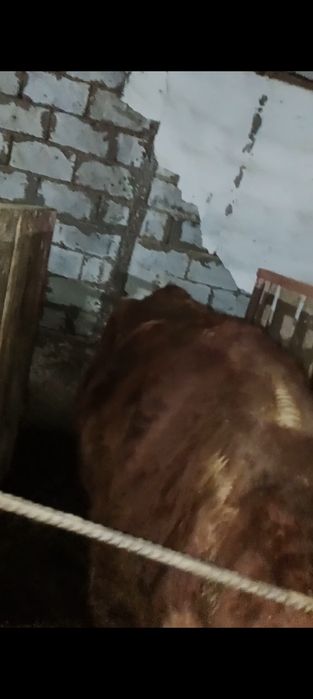 13 бас  буаз сыйрлар сатылады