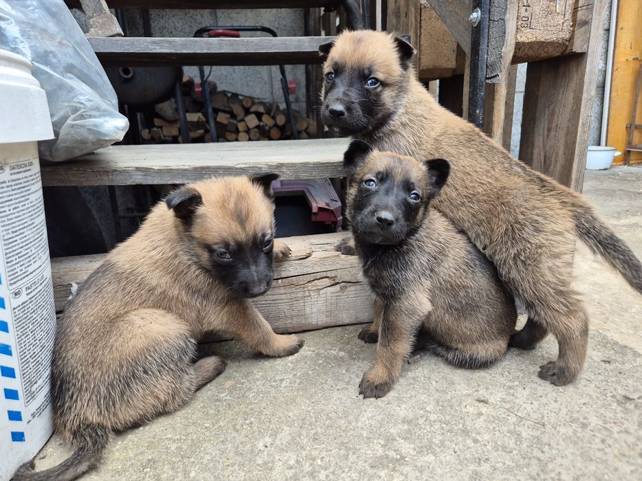 Белгийска овчарка Малиона