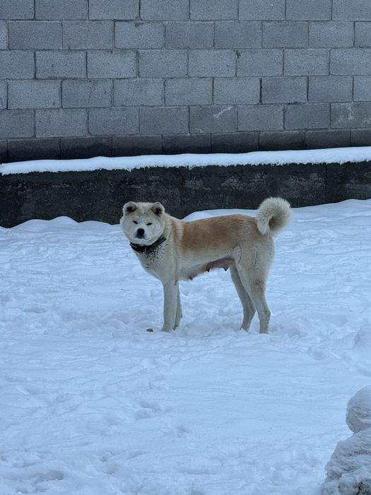 Акита Ину щенки