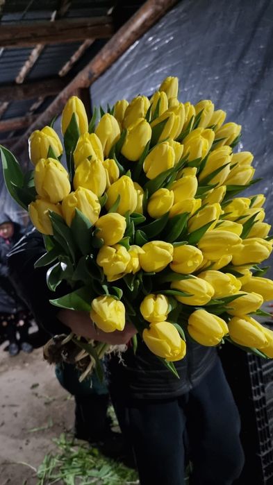 Тюльпаны крупные оптом