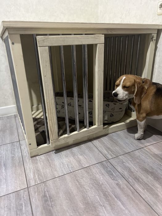 Продается Бигль.