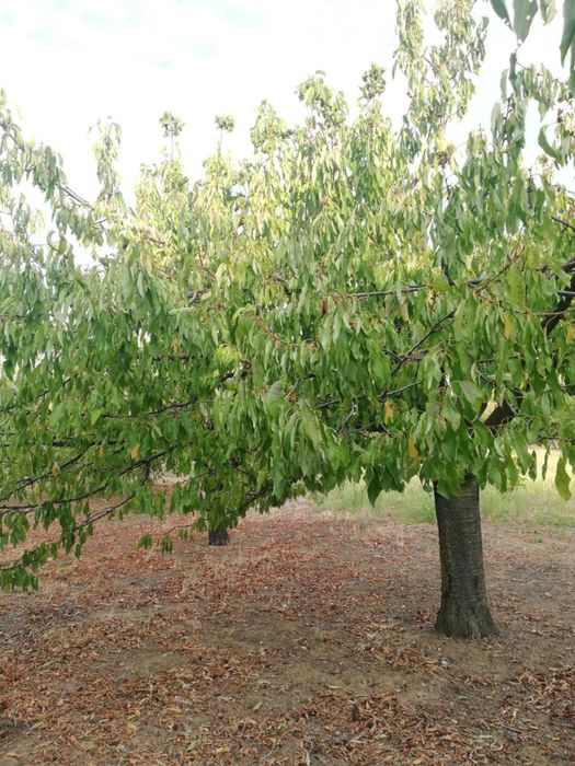 Продава се Земеделски имот в с. Калипетрово, Област Силистра -  кв.м за 5100 €/дка - Снимка #4