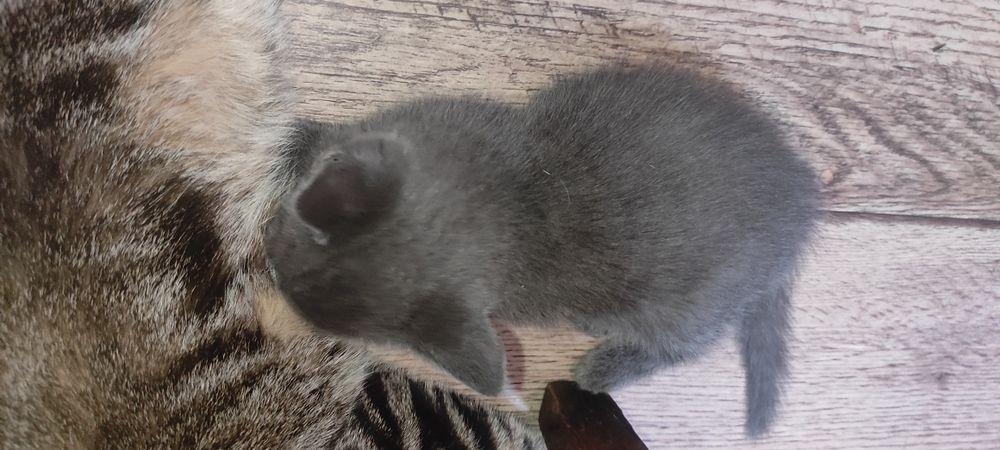 Дарю очень милого котёнка.