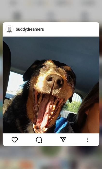 Разходка на кучета, грижи за котки и други домашни любимци. Цени.