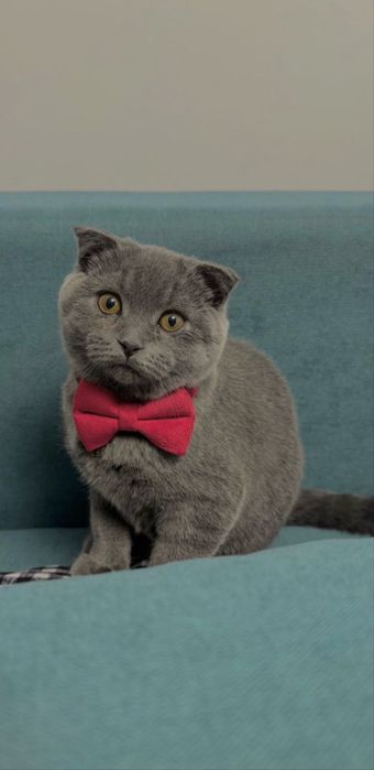 Pui scottish fold/scottish strike