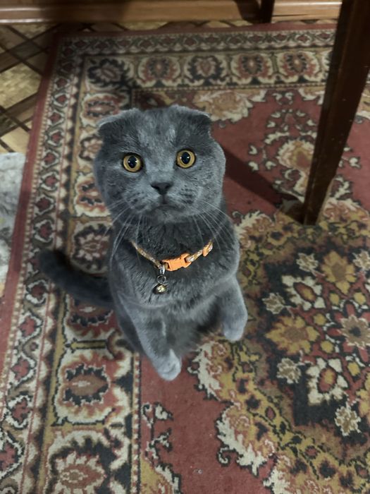 Вязка кота (насл олищ) СОТИЛМЕДИ