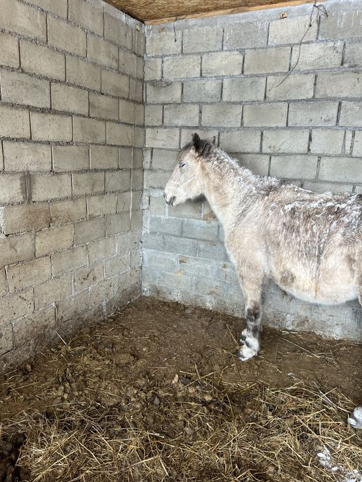 Продам лошадь ездавую