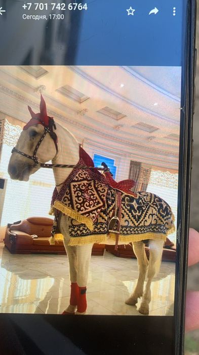 Ақ ат. Сүндет той ат. Ат