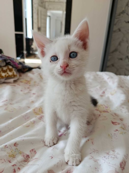 Отдам котят в хорошие руки