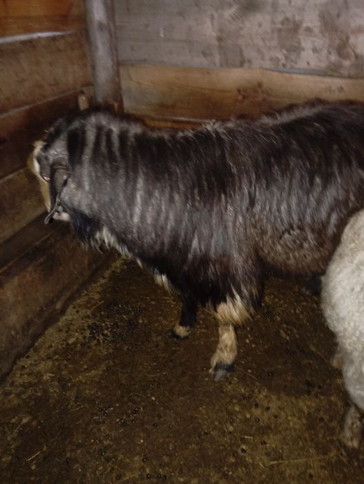 Продам двух козлов по два года