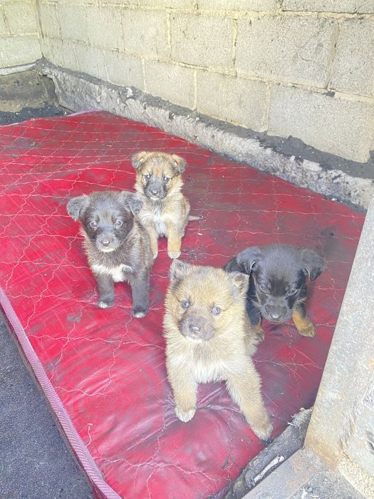 Күшіктер  овчарка үрғашы