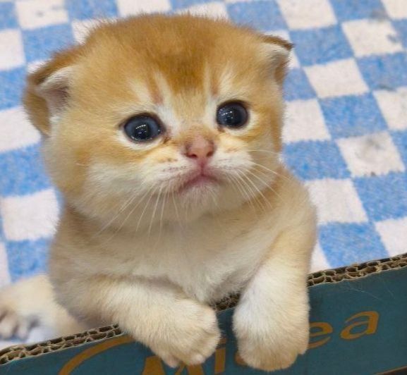 Шикарные котята от правильной вязки NU 12