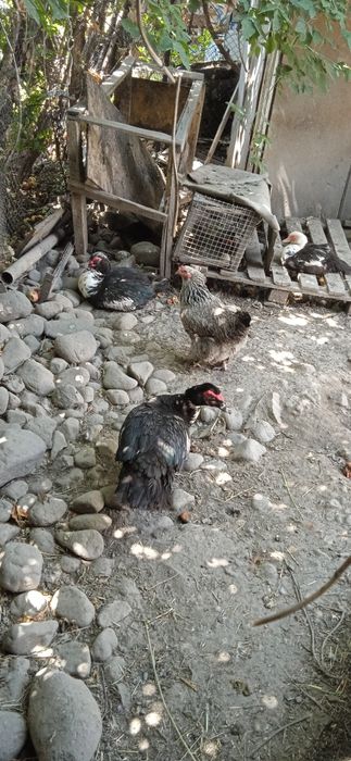 Птицы про Макс и заяц XXL